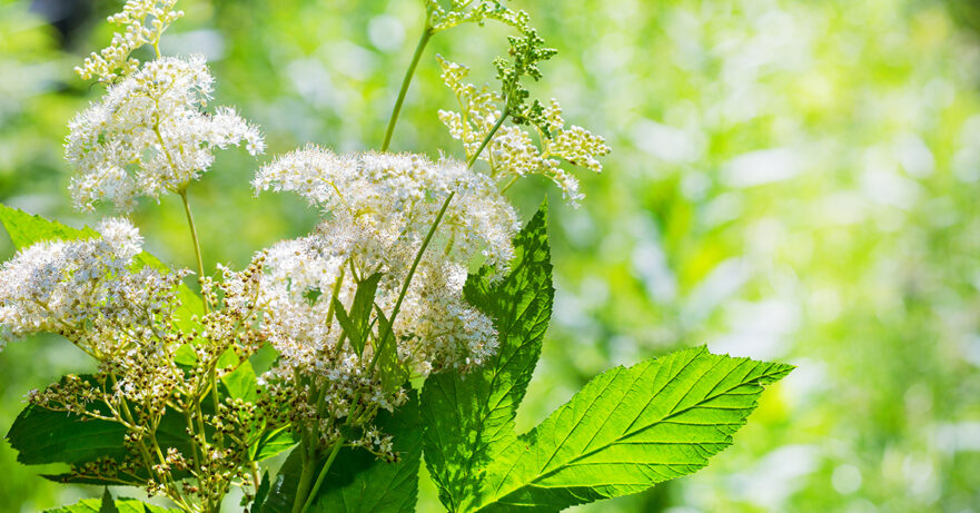 Filipendula ulmaria monograph