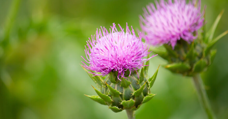 Silybum marianum monograph