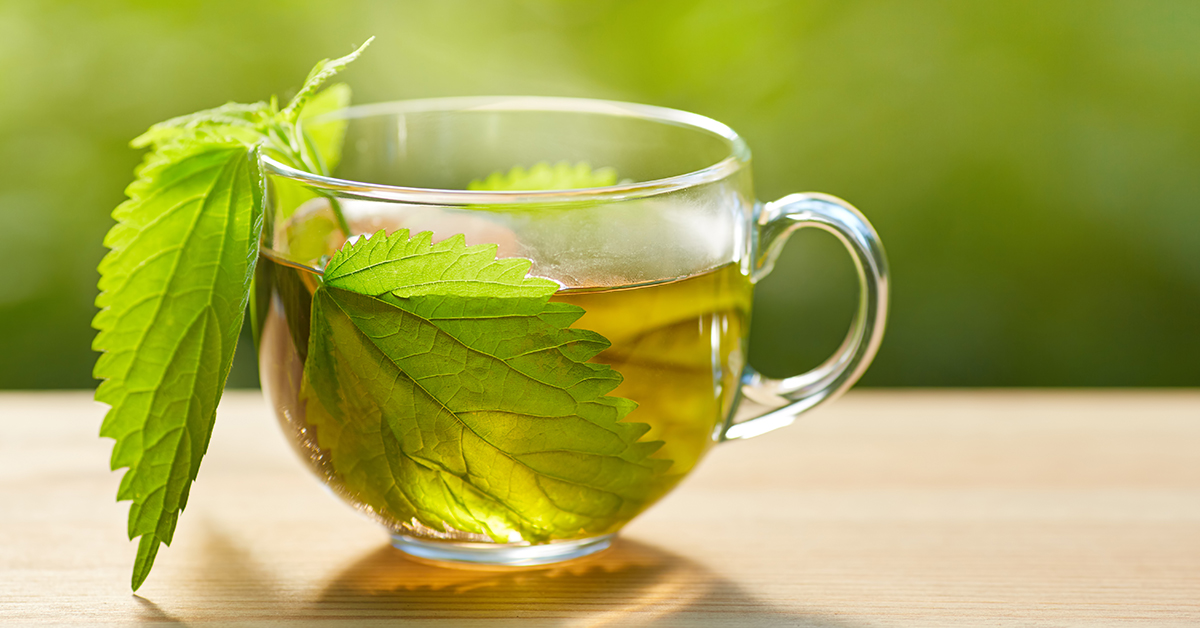 nettle tea