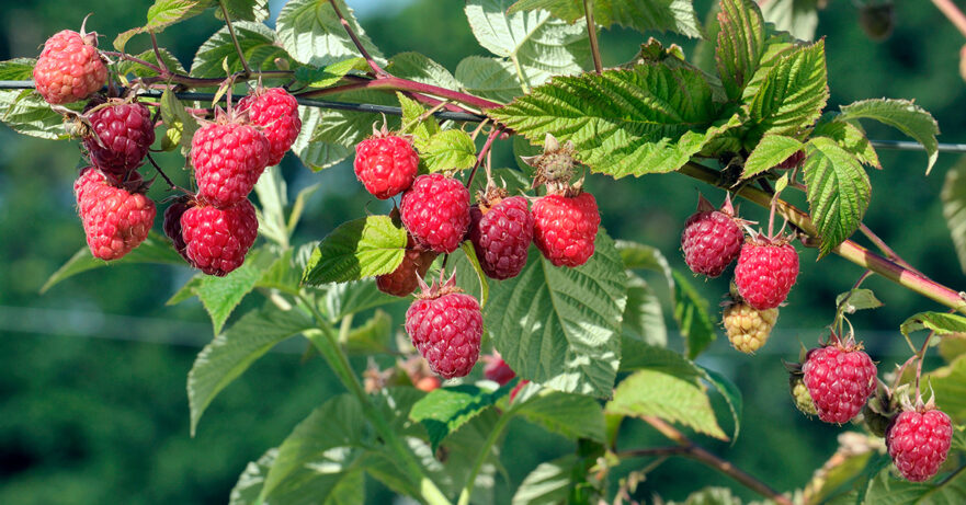 Rubus idaeus monograph