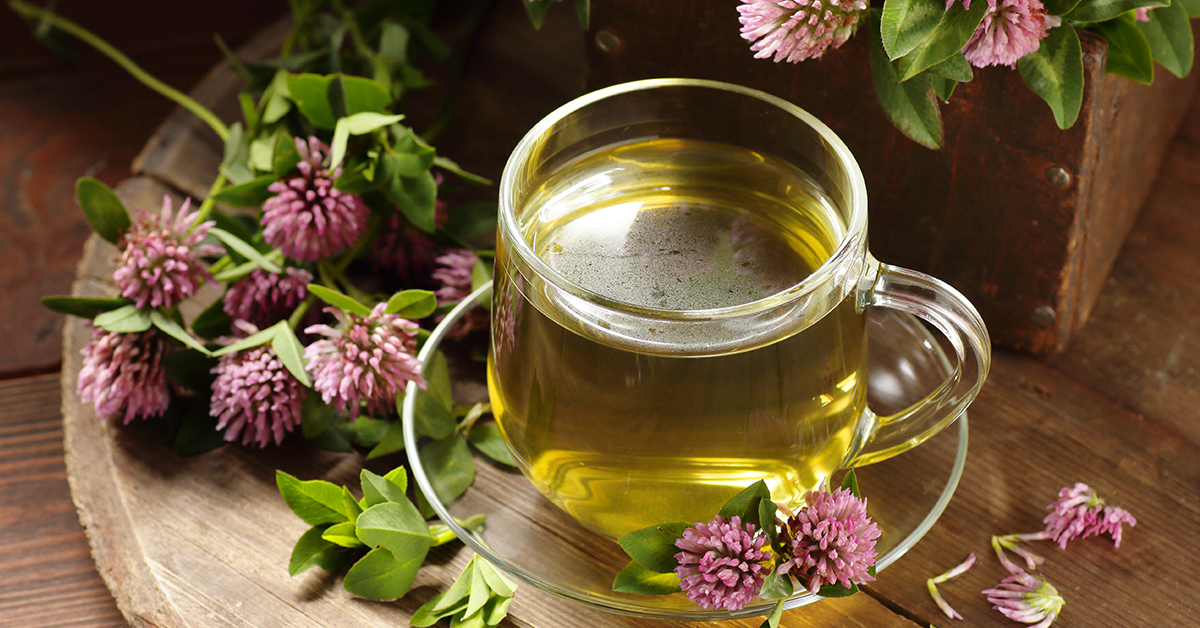 Red clover flower tea