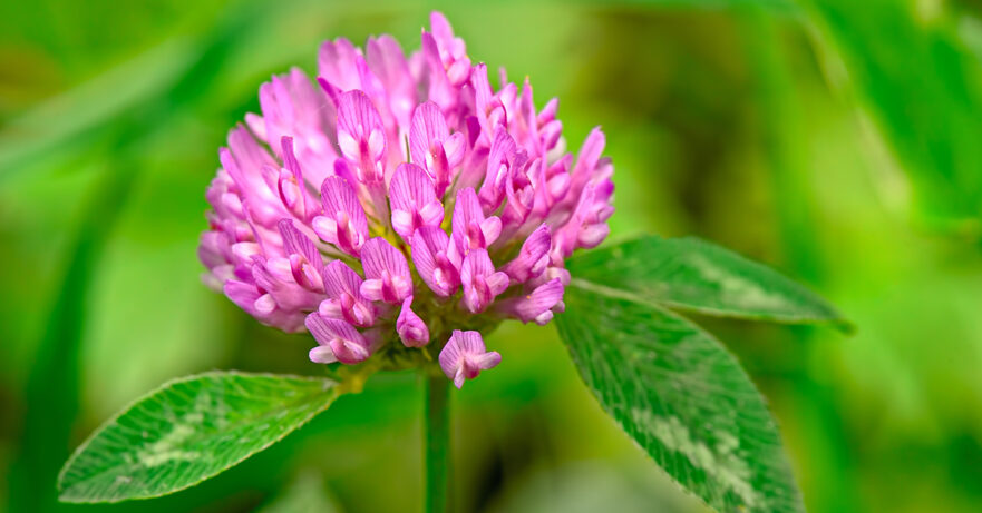 Trifolium pratense monograph