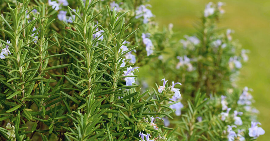 Rosmarinus officinalis monograph