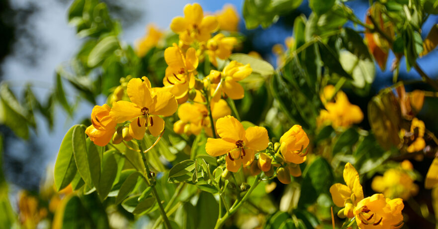 Cassia angustifolia and Cassia senna monograph