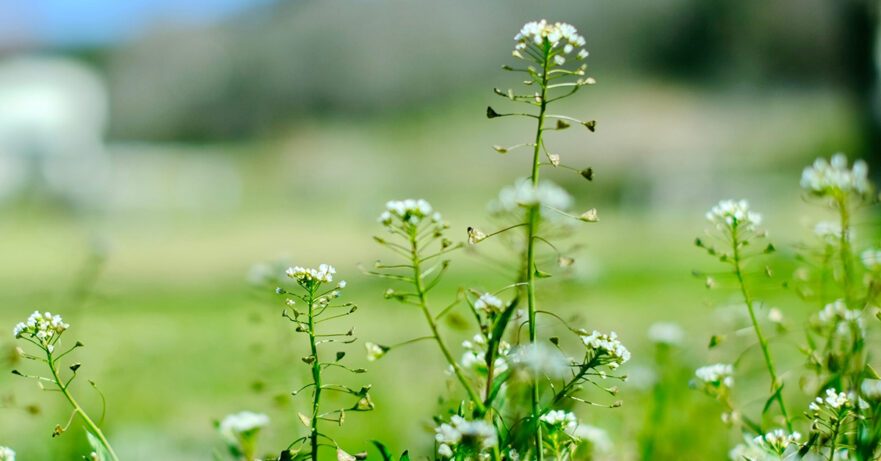 Capsella bursa-pastoris monograph