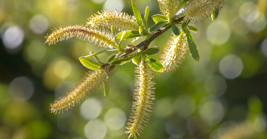 Salix alba monograph