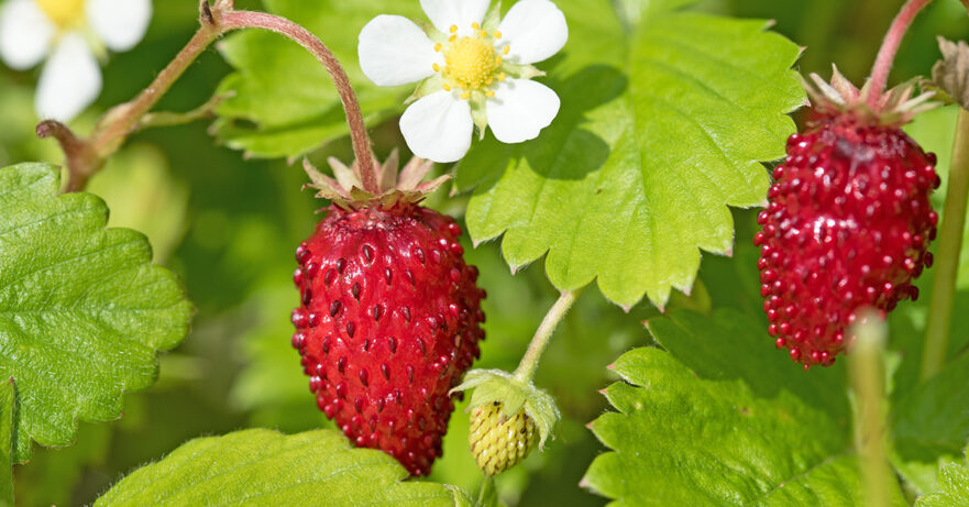 Fragaria vesca monograph