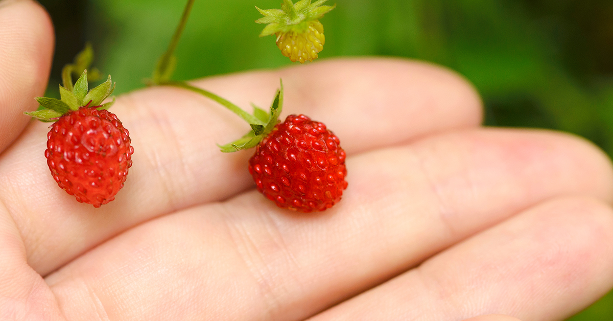 Wild strawberry uses