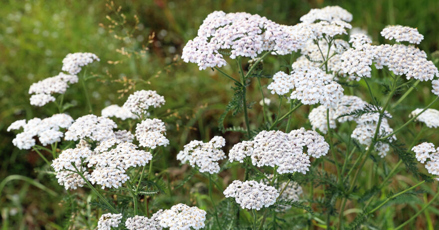 Achillea millefolium monograph