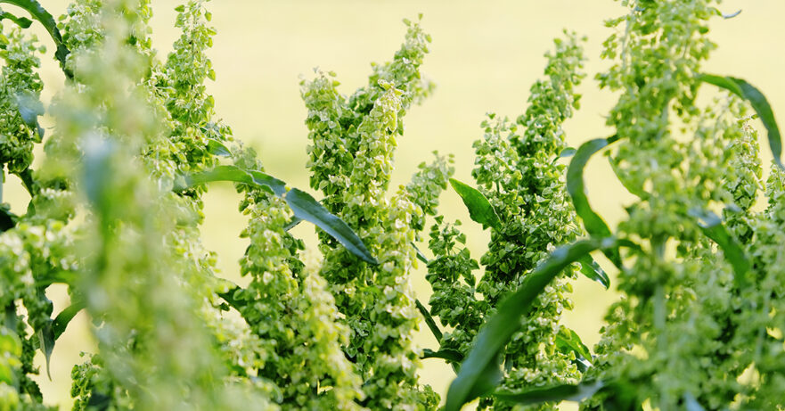 Rumex crispus monograph