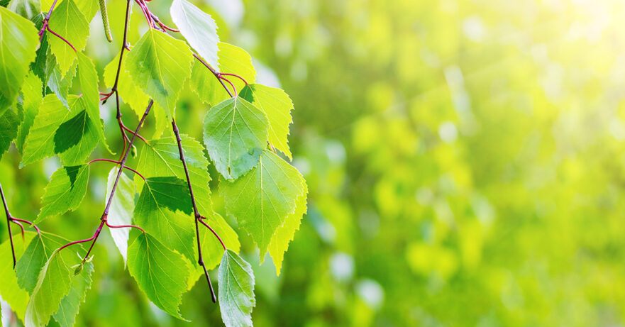 Betula spp. monograph