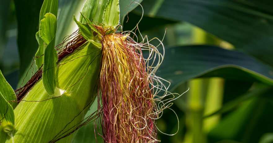 Zea mays monograph