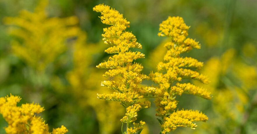 Solidago spp monograph
