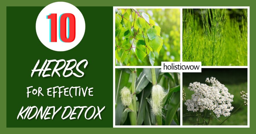 10 Key Herbs for Effective Kidney Detox