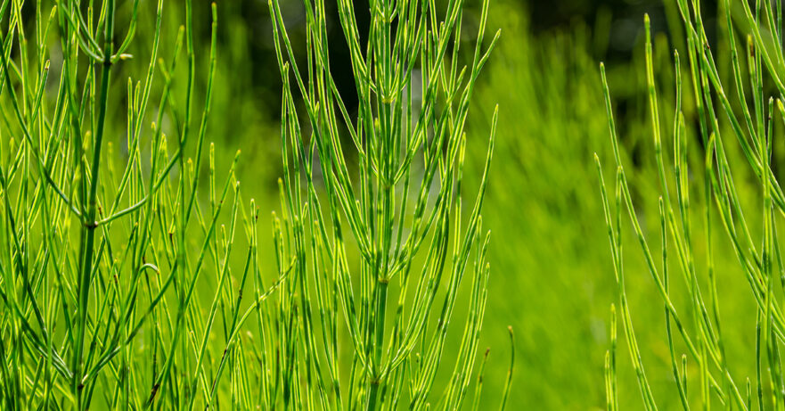 Equisetum arvense monograph
