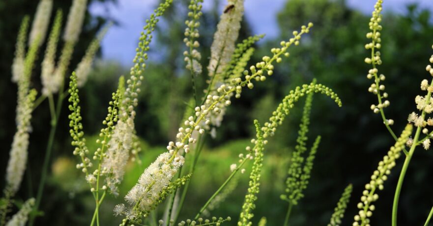 Actaea racemosa (formerly Cimicifuga racemosa) Monograph