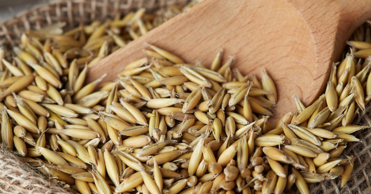 Oat uses
