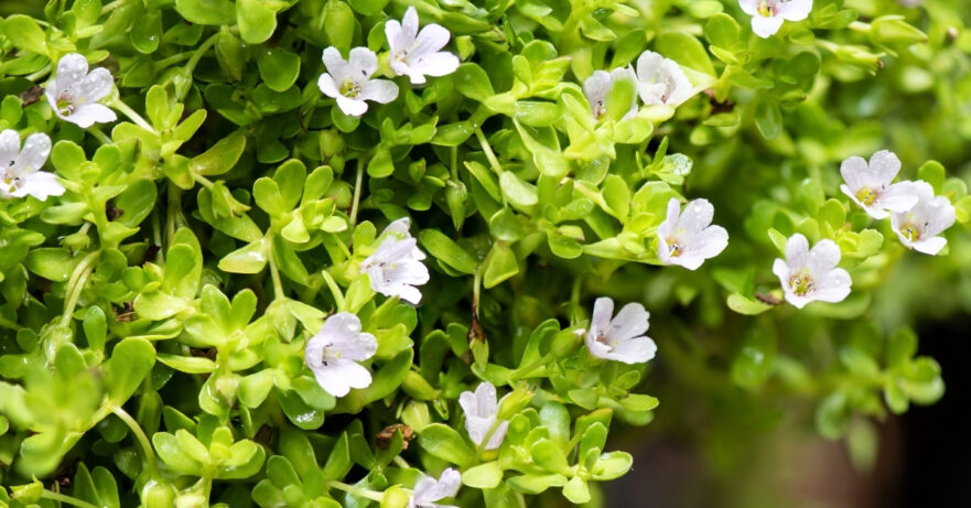 Brahmi monograph