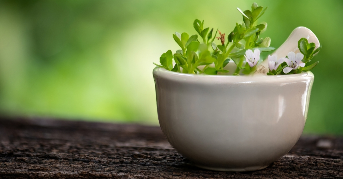 Bacopa monnieri uses