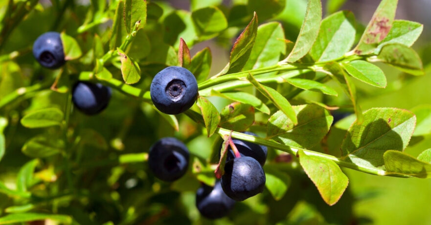 Vaccinium myrtillus monograph
