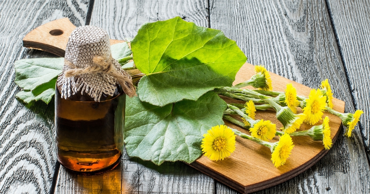 Coltsfoot uses
