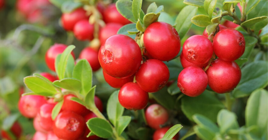 Vaccinium macrocarpon monograph