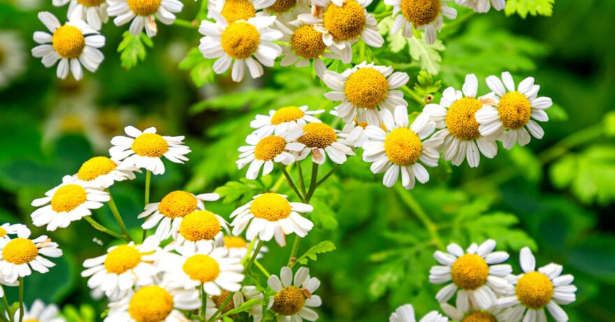 Tanacetum parthenium monograph