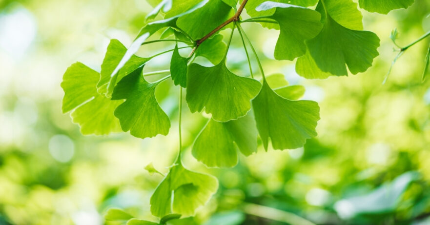 Ginkgo biloba monograph