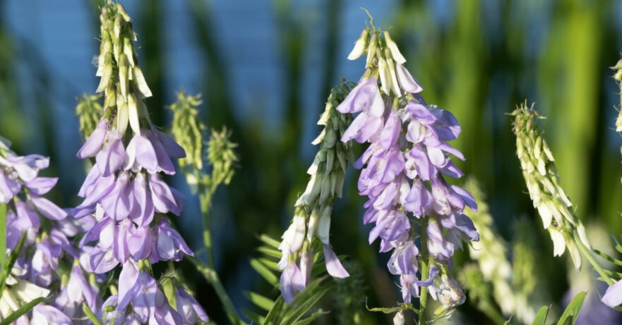 Galega officinalis monograph