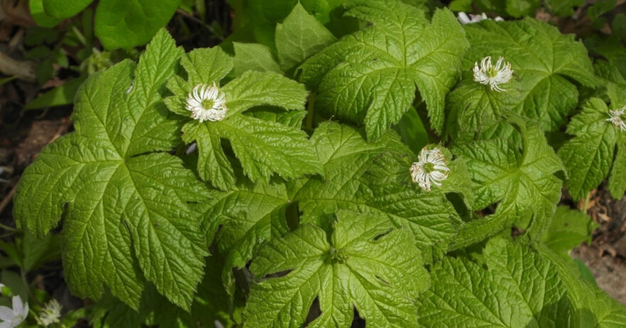 Hydrastis canadensis monograph