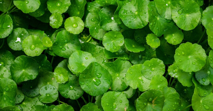 Centella asiatica monograph