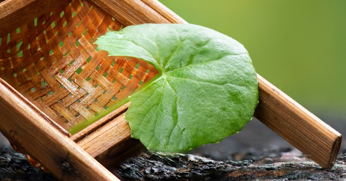 Gotu kola uses