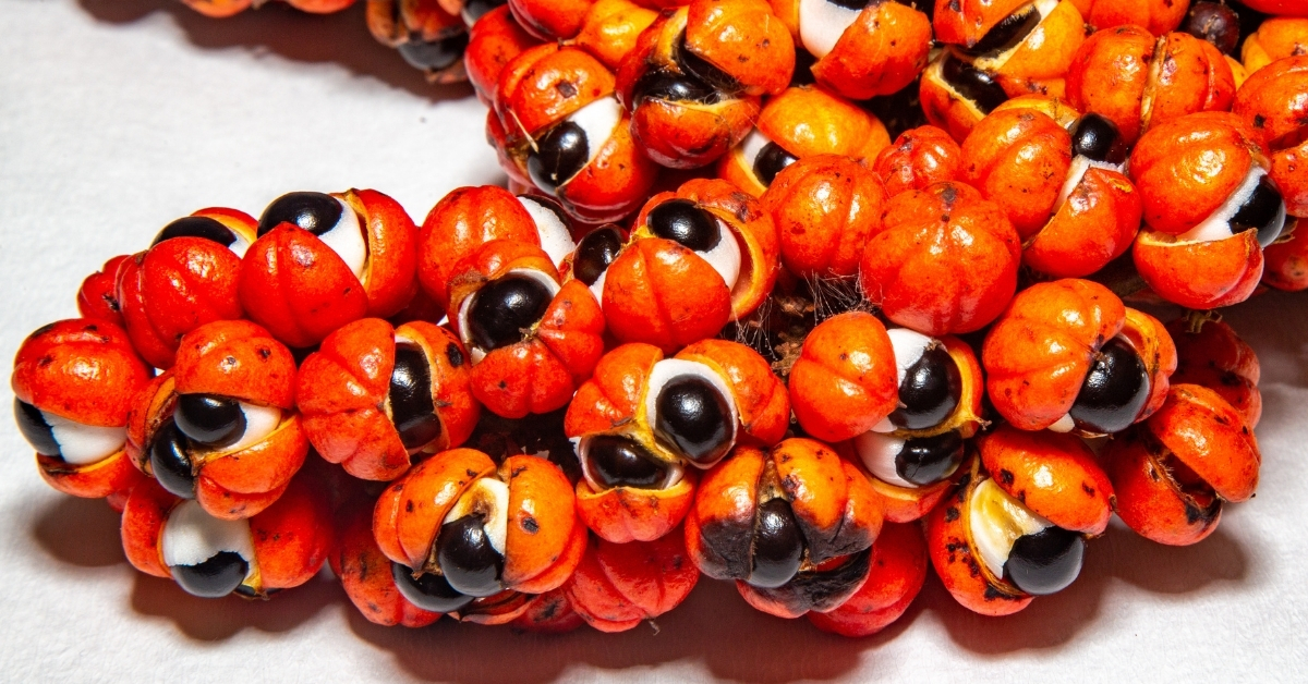 Guarana uses