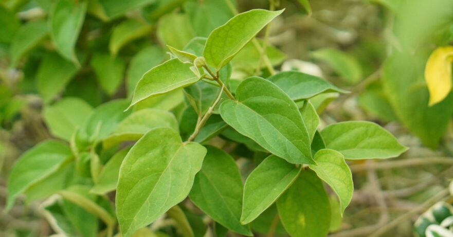 Gymnema sylvestre monograph