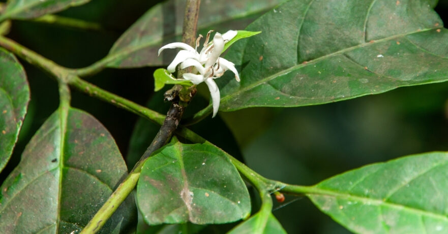 Ptychopetalum olacoides monograph