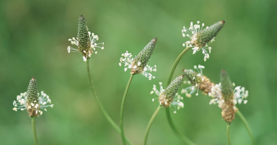 Plantago major monograph