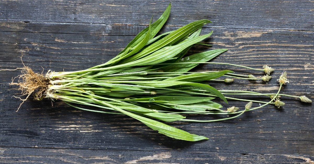 Ribwort plantain uses