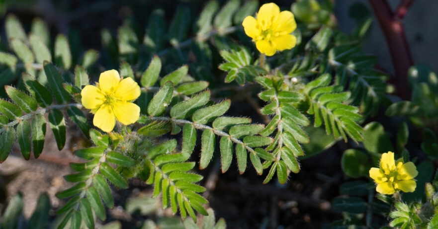 Tribulus terrestris monograph