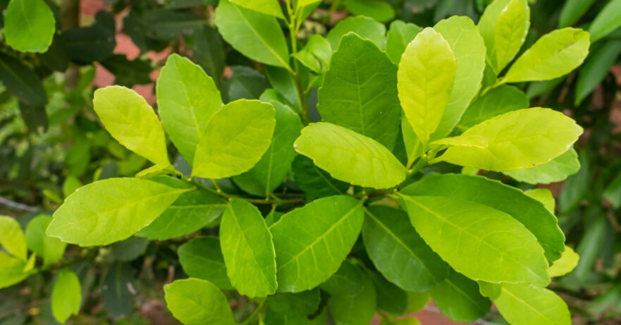 Ilex paraguariensis monograph