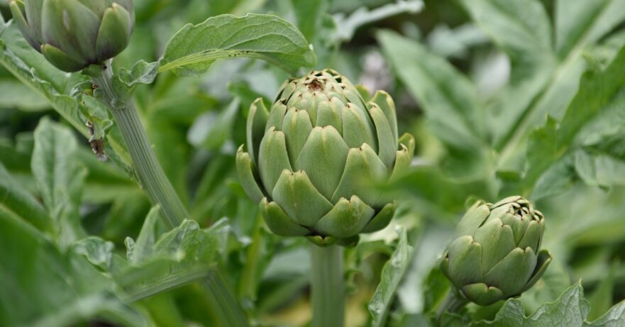 Artichoke monograph
