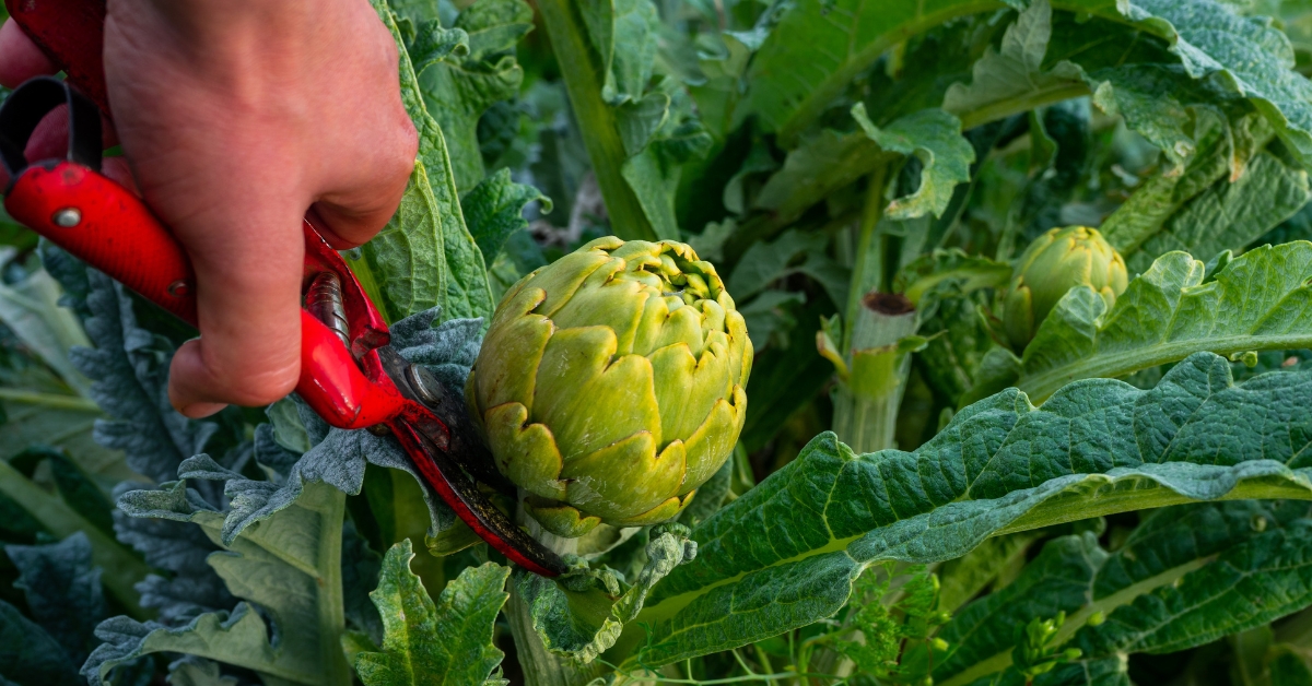 Artichoke uses