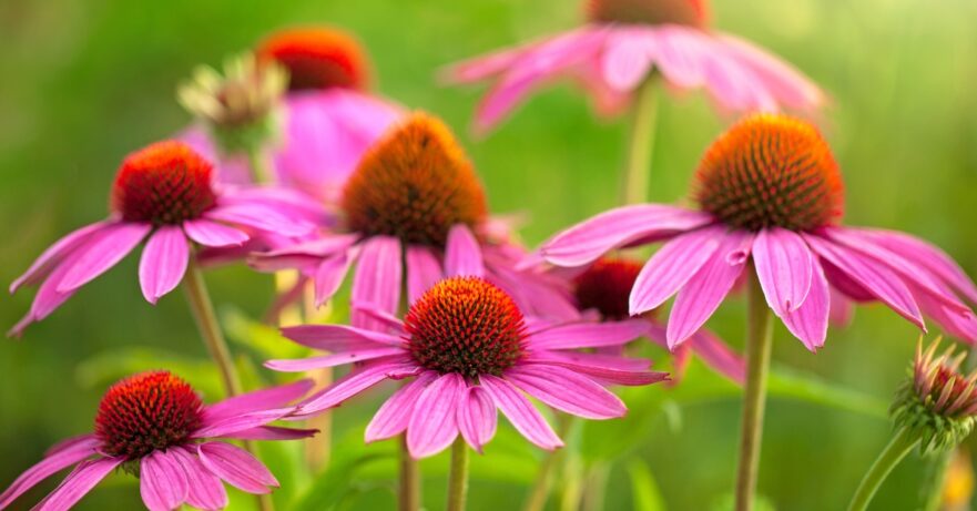 Echinacea monograph