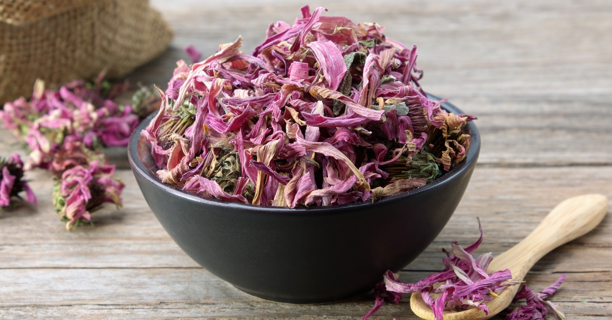 Echinacea uses