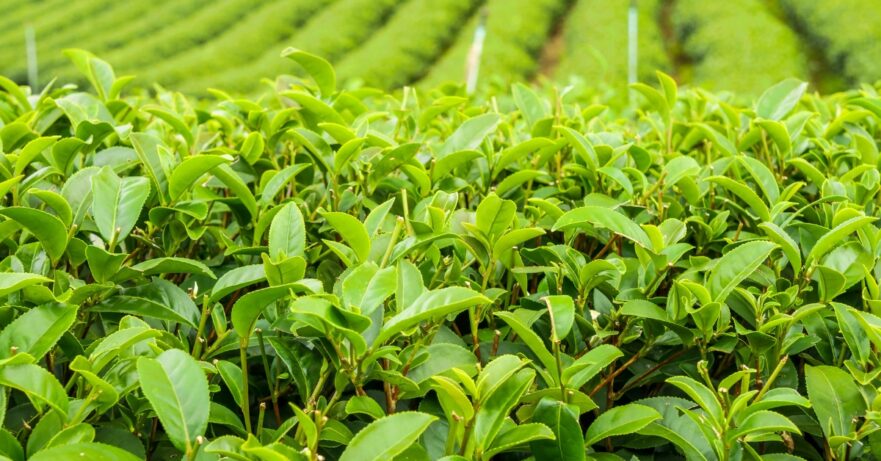 Green tea monograph