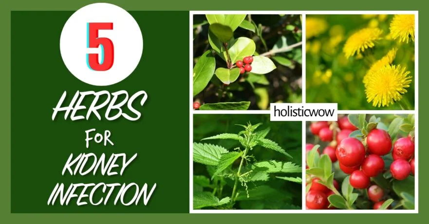 5 Best Herbs to Combat Kidney Infections Naturally 56 Herbs for kidney infection