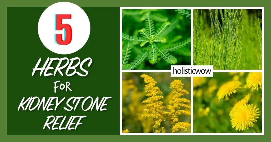 5 Natural Herbs to Support Kidney Stone Relief 8 Herbs for kidney stone relief