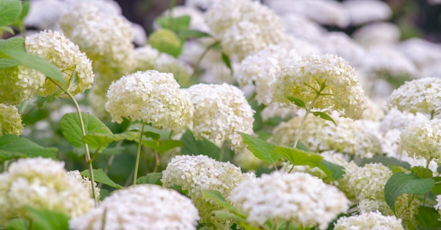 Hydrangea monograph