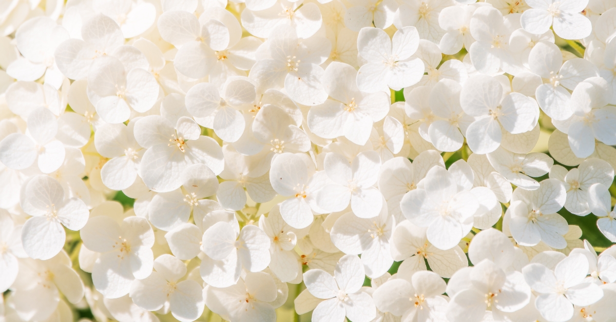 Hydrangea uses