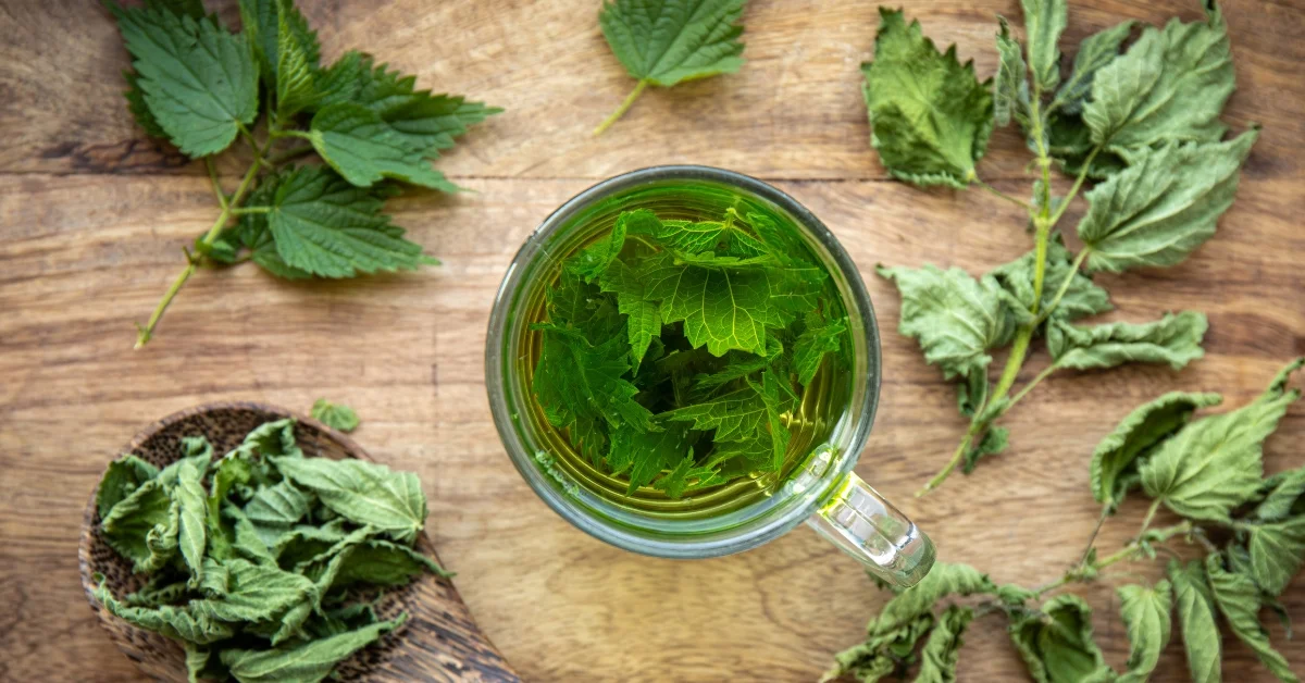 5 Best Herbs to Combat Kidney Infections Naturally 3 Herbal tea for kidney detox