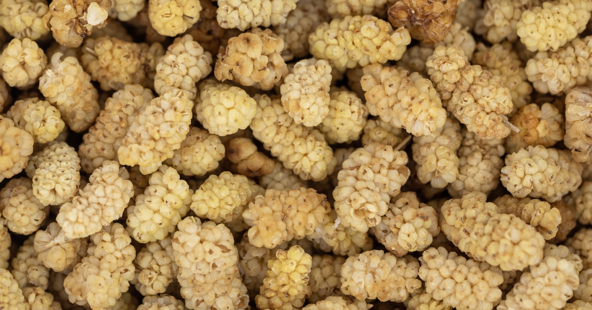 Mulberry uses